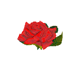 ETRE UNE FLEUR
